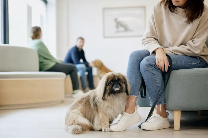 Ein Pekingese sitzt ruhig neben seinem Besitzer im hellen Wartezimmer einer modernen Tierarztpraxis.